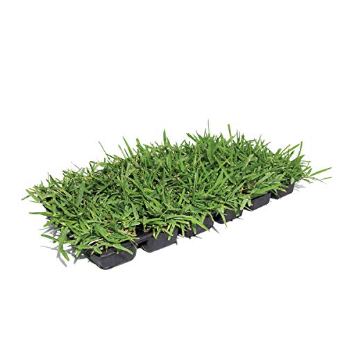 Bethel Farms St. Augustine 3in Natural Grass Plugs 36-Pack