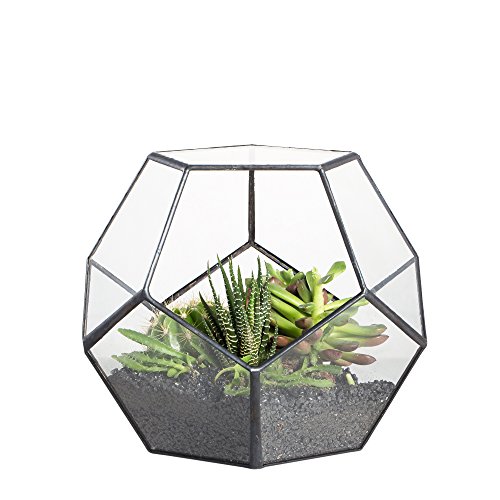 NCYP Small Plants Terrarium Planter - 5.9 Inches Pentagon Geometric Glass Terrarium Pot for Succulents Air Plants - Home Garden Tabletop Miniature Decor Container, Black (Terrarium Only)