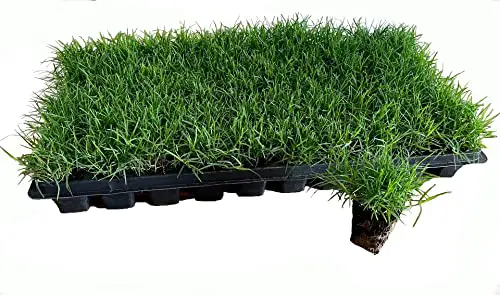 Bermuda Grass Plug Tray | EZ Plug 50 Grass Plugs Per Tray