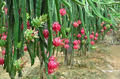 zellajake 100 PCS Seeds Pitaya Bonsai Tree Plants Dragon Fruit Garden Red Meat Pitaya Seeds