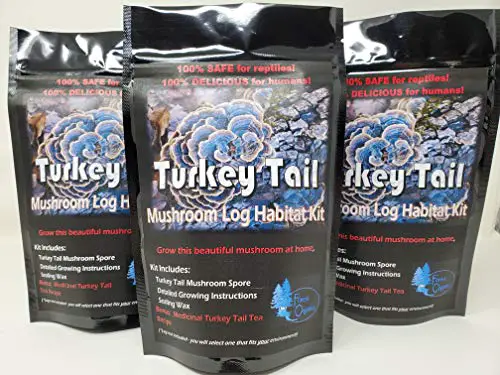 Forest Organics Turkey Tail Mushroom Growing Kit for Terrariums Medicinal Tea Gorws for Years!!