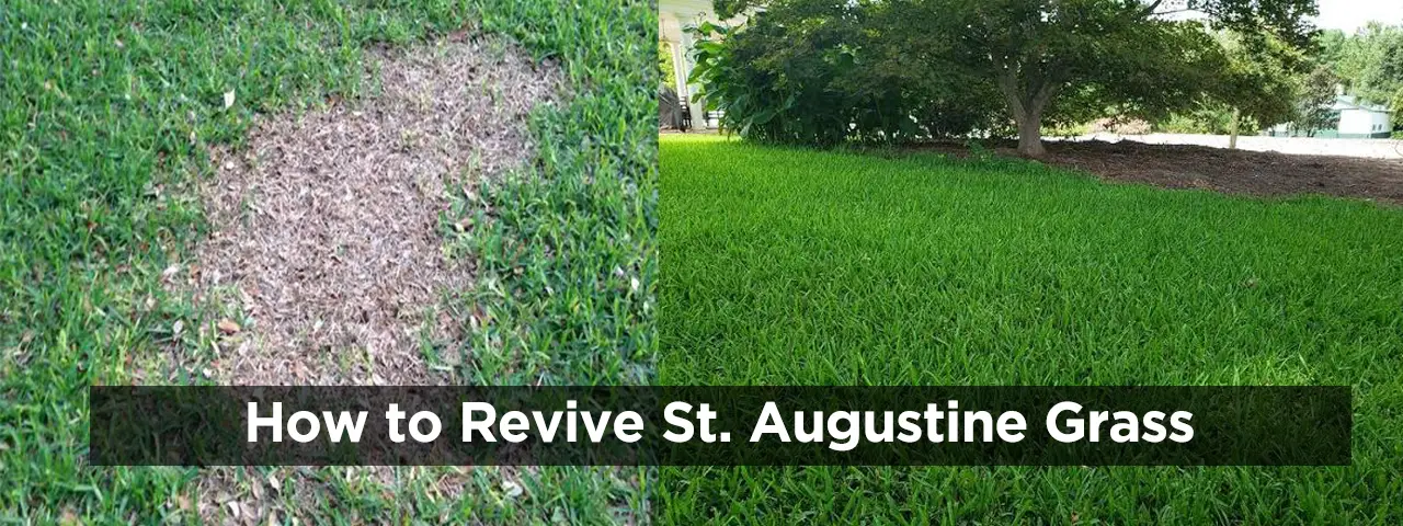 How to Revive St Augustine Grass