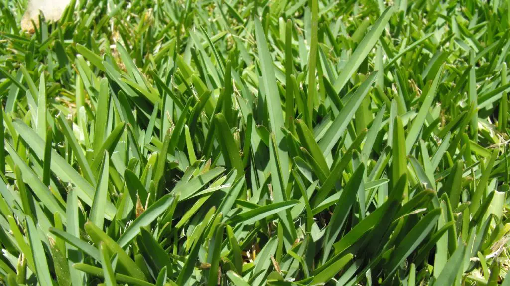 St. Augustine Grass