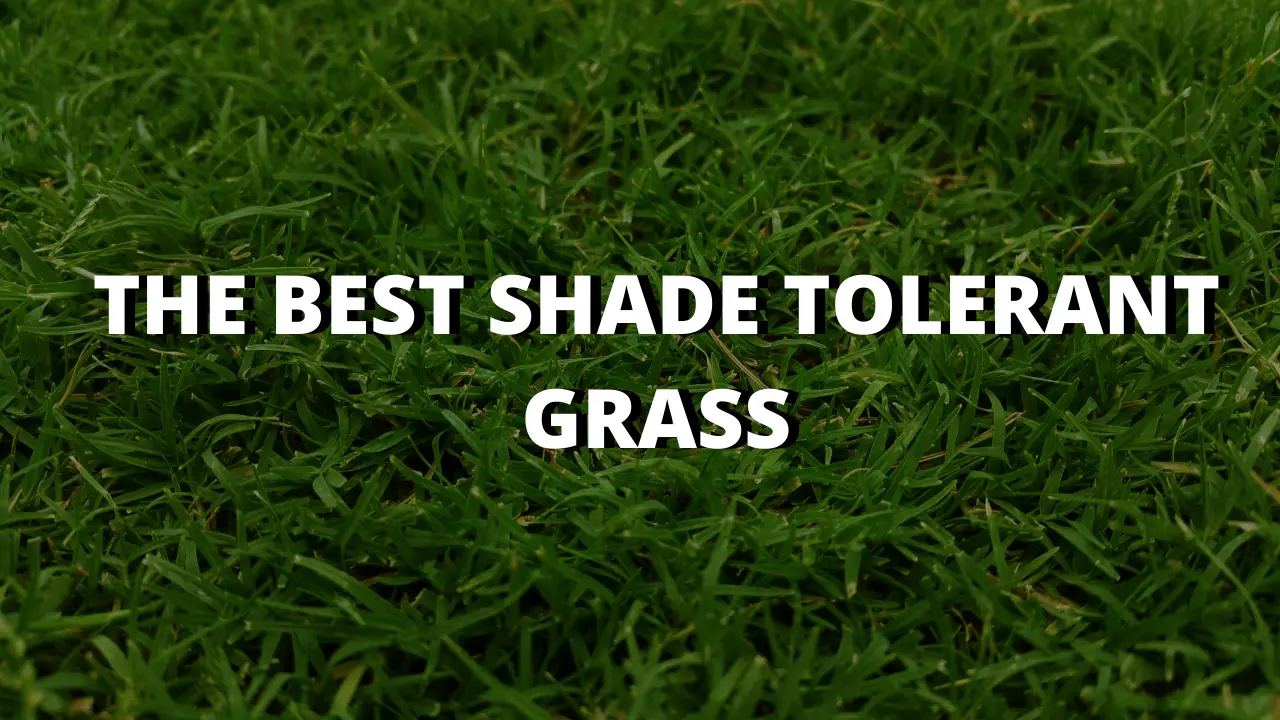 Best Shade Tolerant Grass 5 Grass Types That Grows In Full Shade