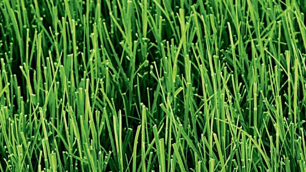 Bermuda grass