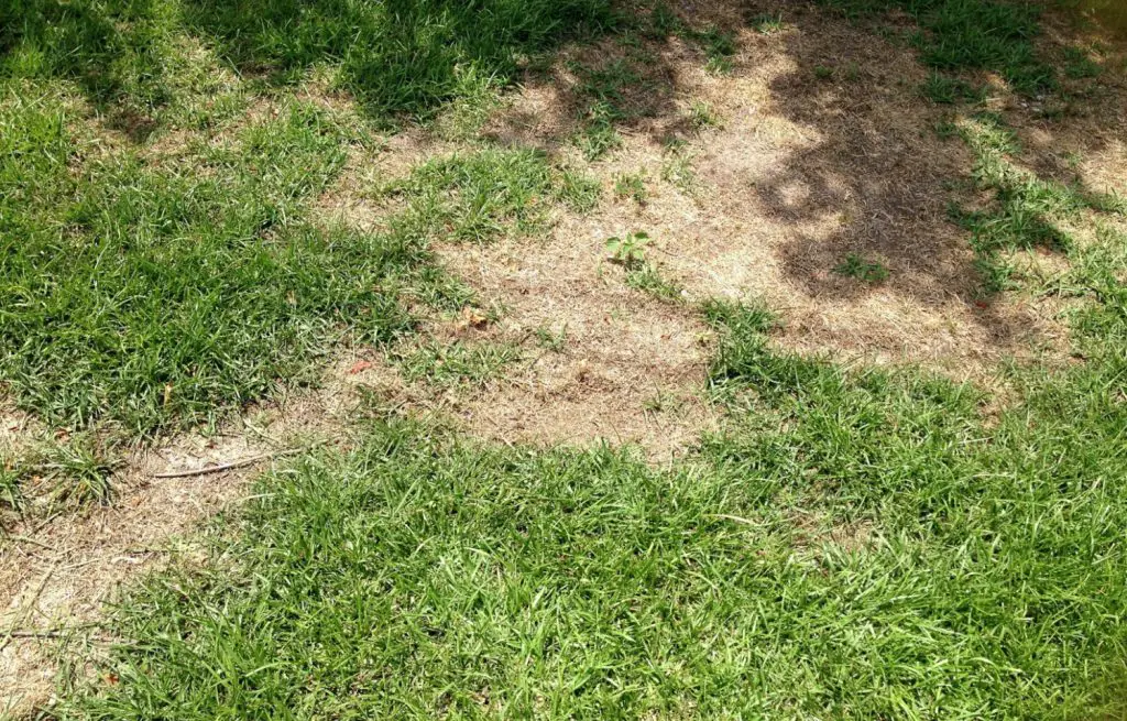 diseased lawn