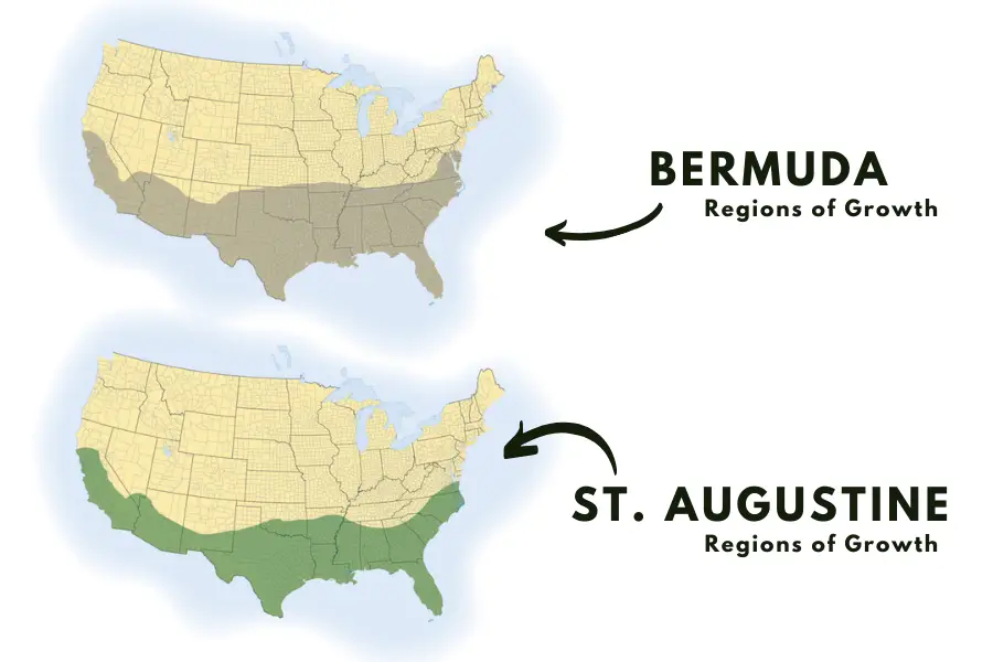 st augustine vs bermuda