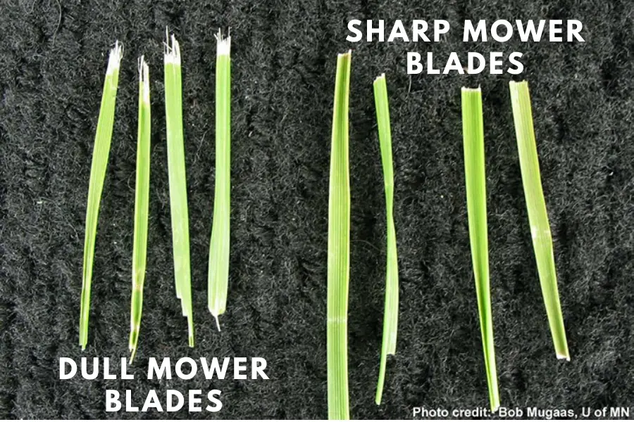 sharp mower blades for a thicker lawn
