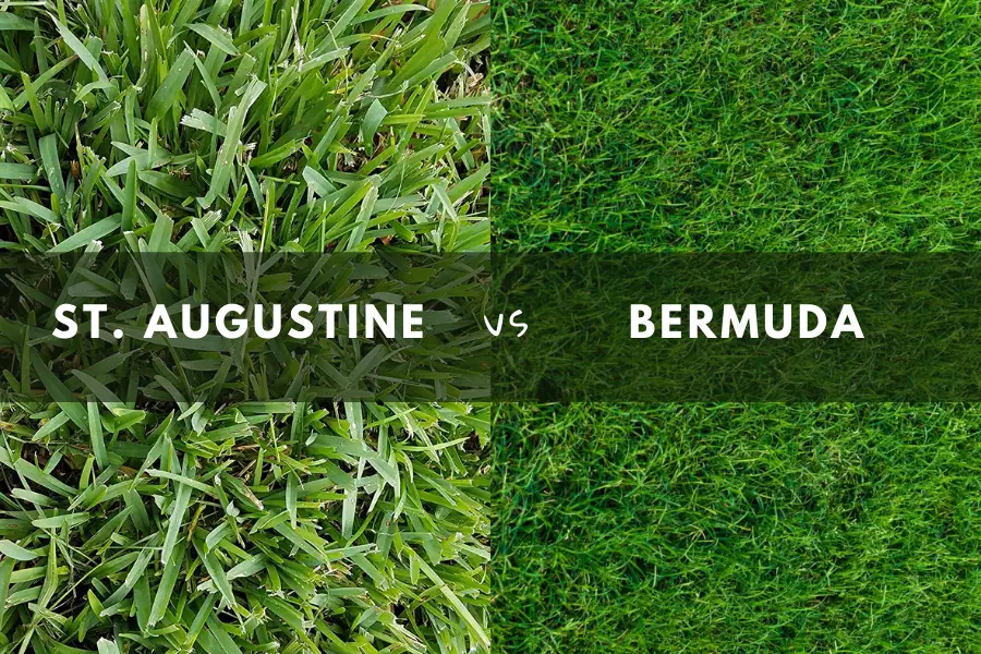 st. augustine vs bermuda