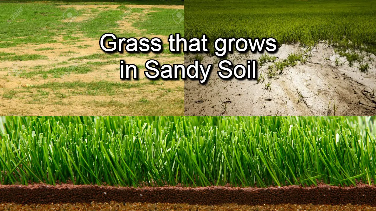 Grass that grows in sandy soil