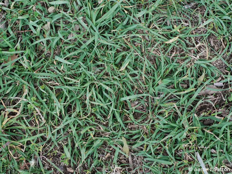 Crabgrass Vs Quackgrass Difference Identify Control Get Rid Of 