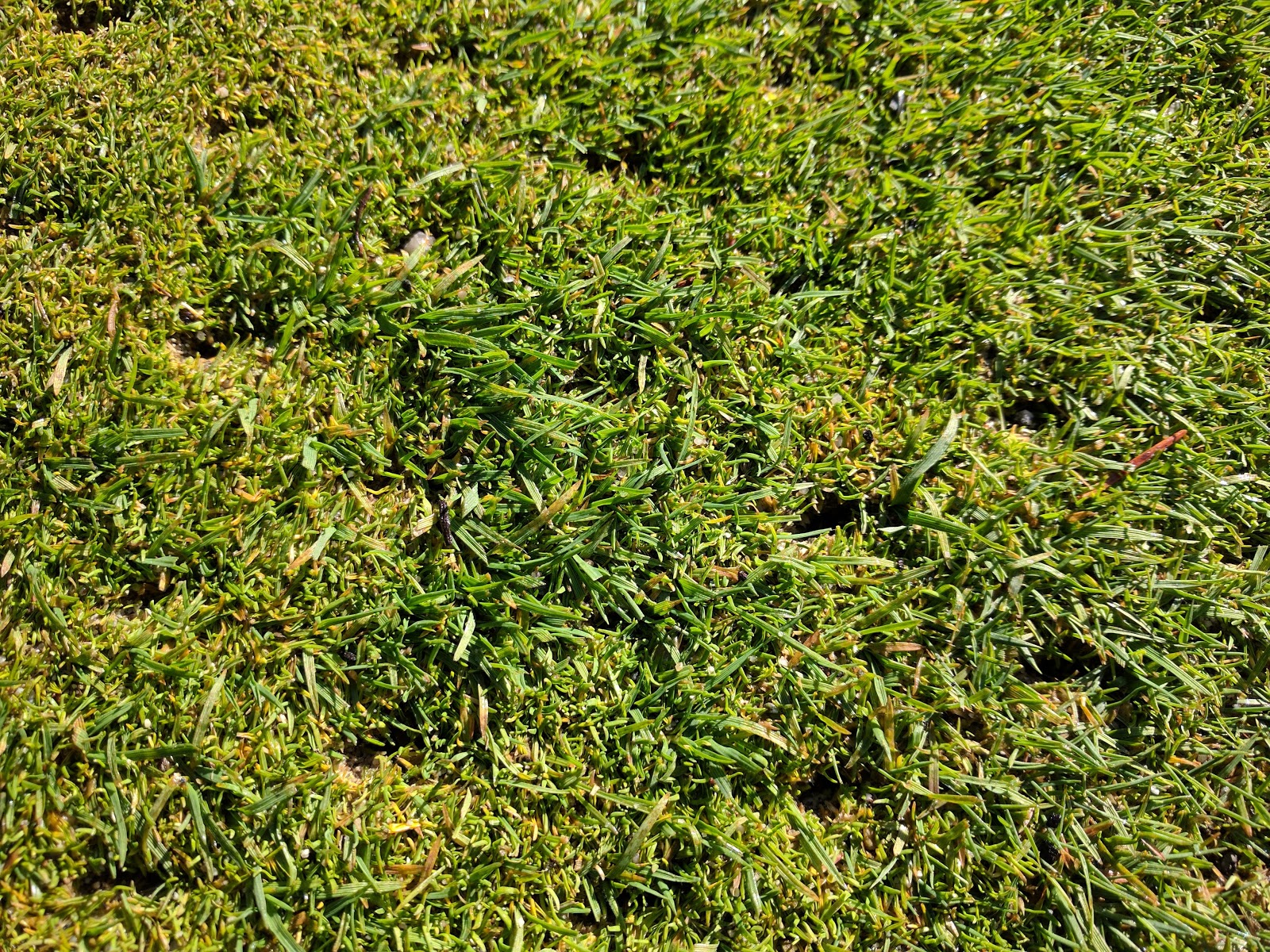 Grass that Grows in Sand | Top 5 Sandy Soil Types – Grass Lawns Care