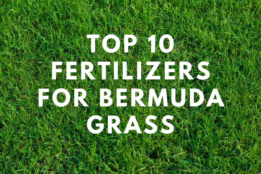 best fertilizer for bermuda grass