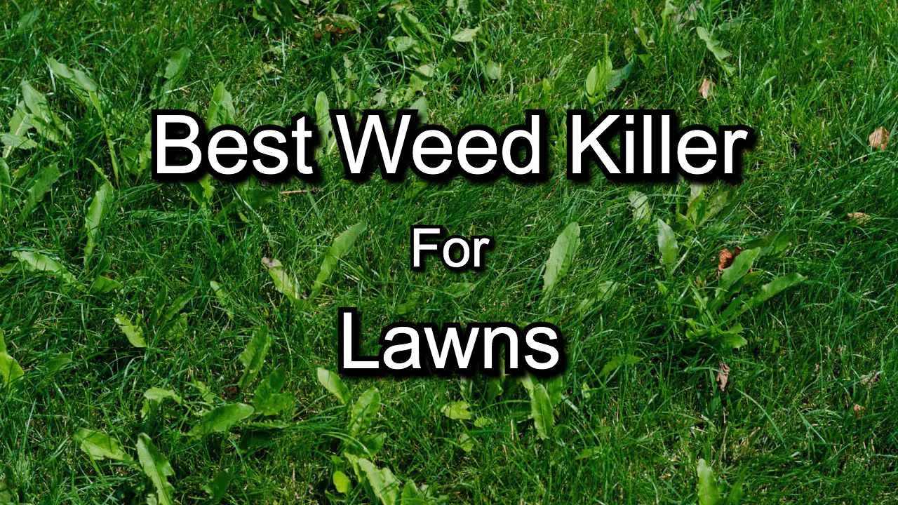 best weed killers for lawns
