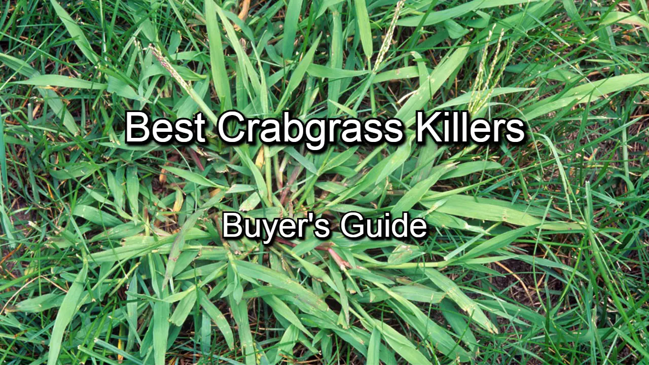 Best crabgrass killers