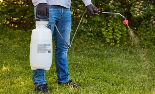 applying bermuda killer