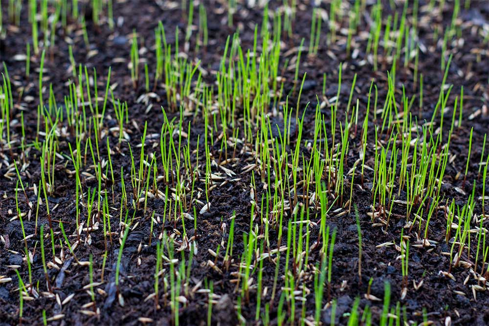 apply crabgrass preventer to new seed