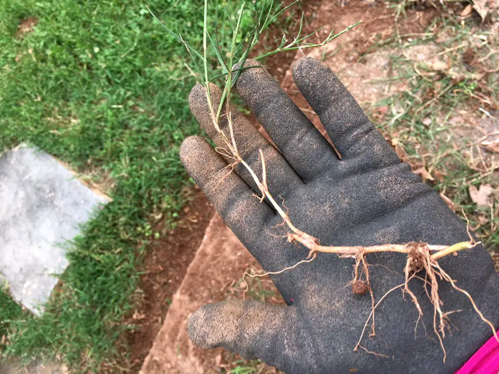 weeding bermuda grass