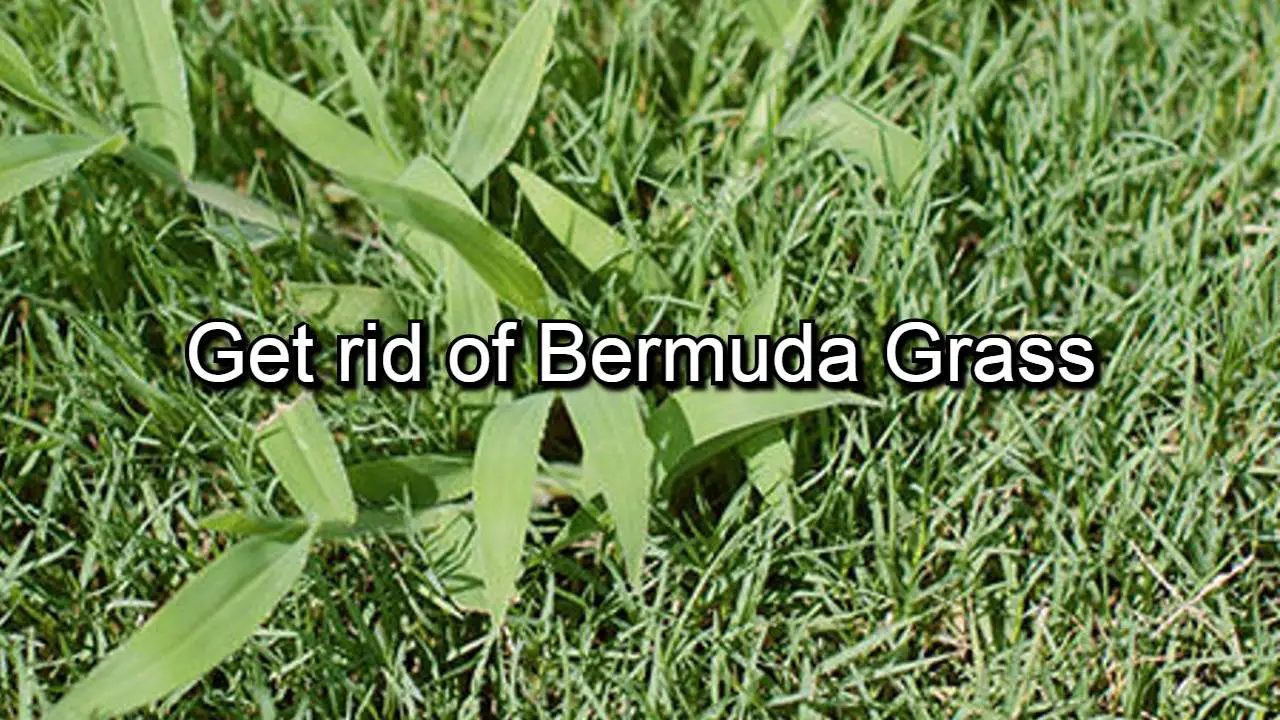 Bermuda kill lawn