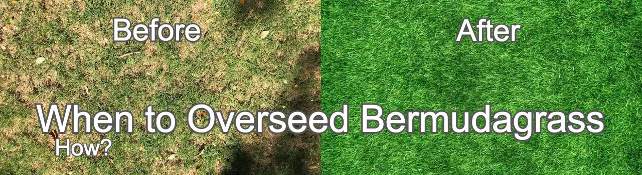 When to overseed bermuda grass