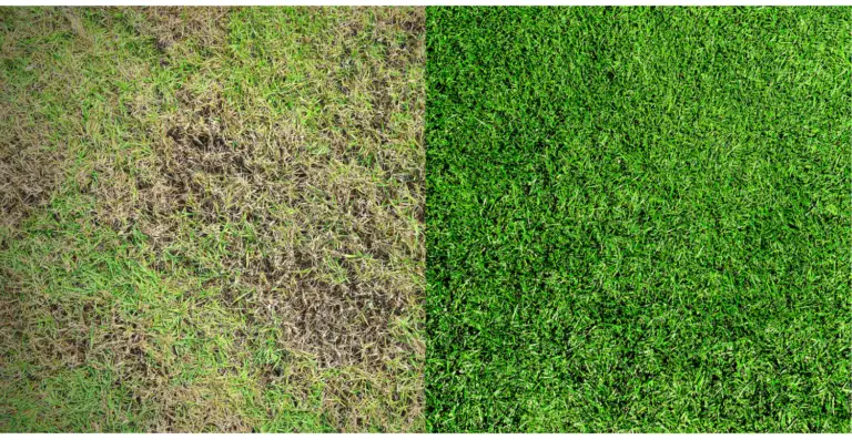 when to overseed bermuda grass
