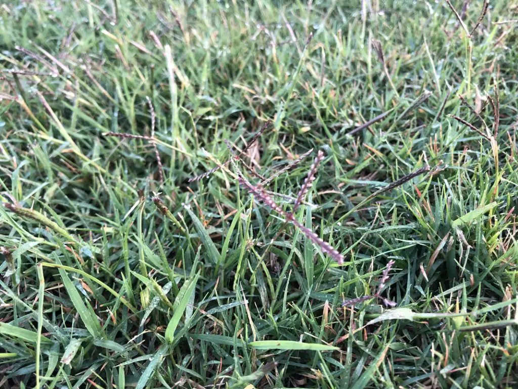 Common Bermuda Grass Seed head