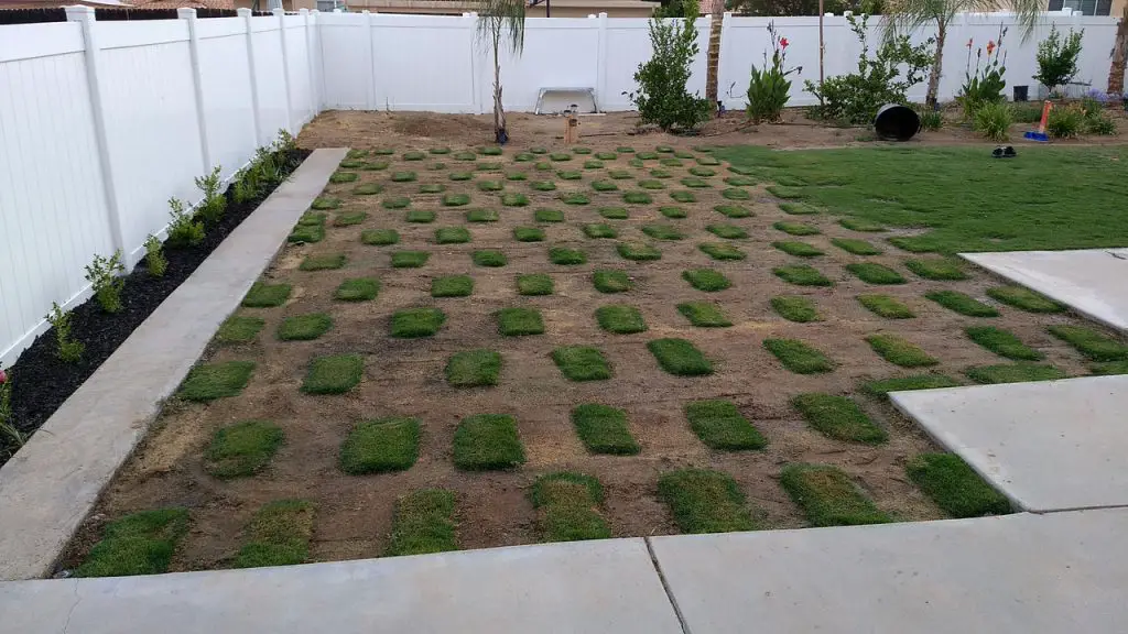 hybrid bermuda grass