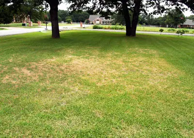 St Augustine Grass Turning Light Green