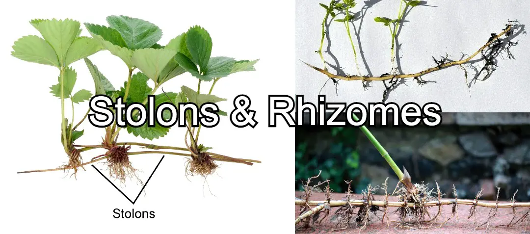 Stolons and rhizomes
