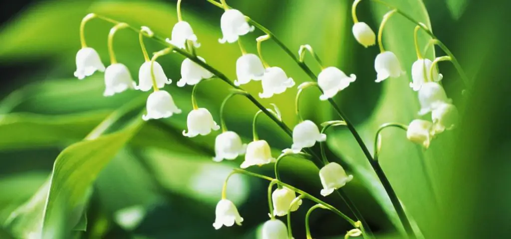 Lily of the Valley Best Flowers to Plant in Spring