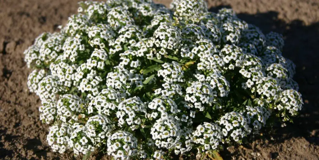 Sweet Alyssum