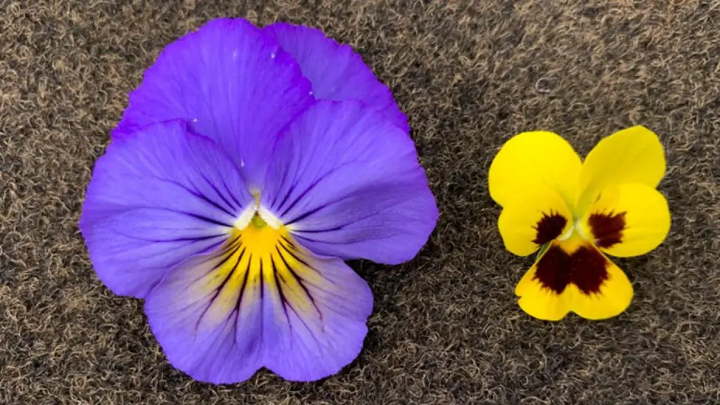 Pansies & Violas