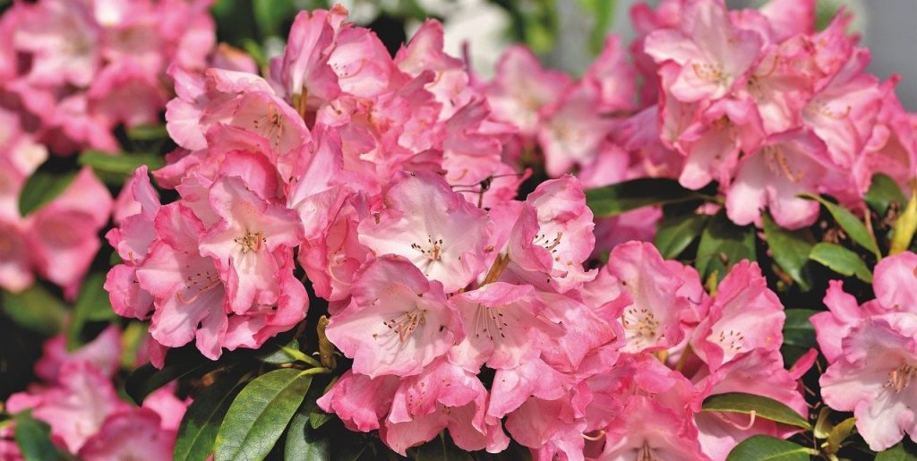 Rhododendron are great for planting in spring
