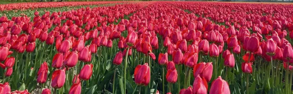 Tulips - one of the best flowers to grow in spring