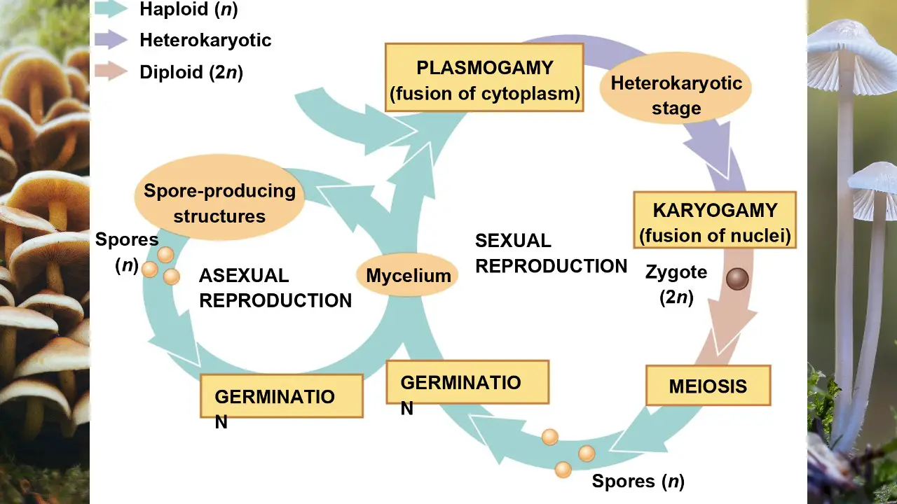 Mushroom Reproduction How Mushrooms Reproduce Guide