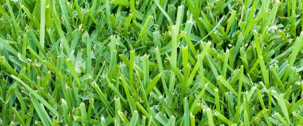 st augustine grass