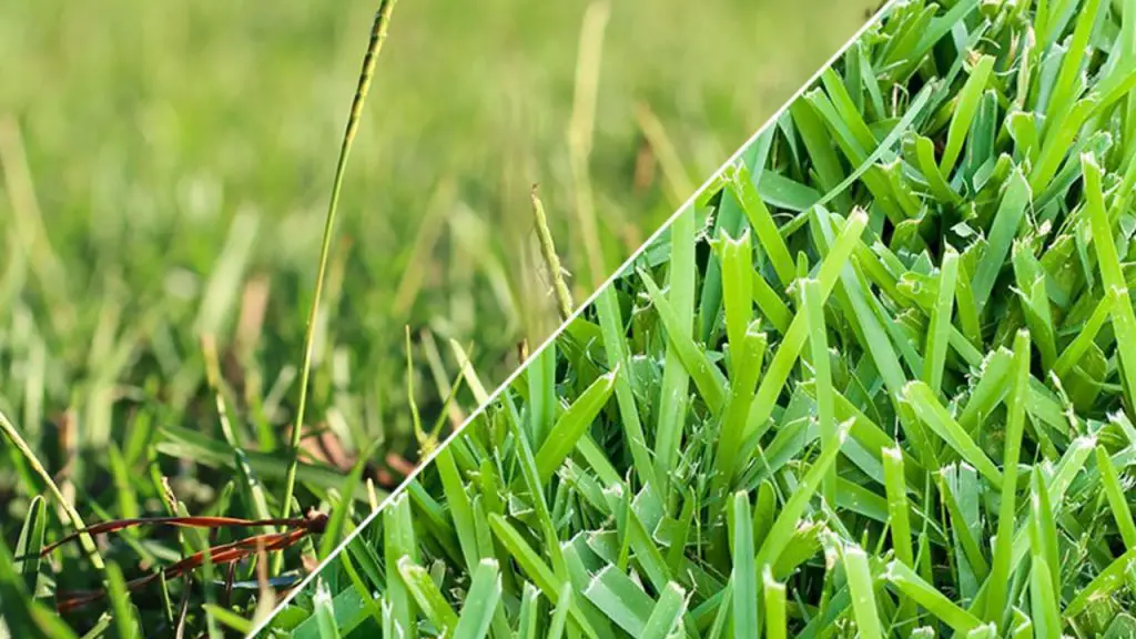 St. Augustine Grass vs Centipede Grass
