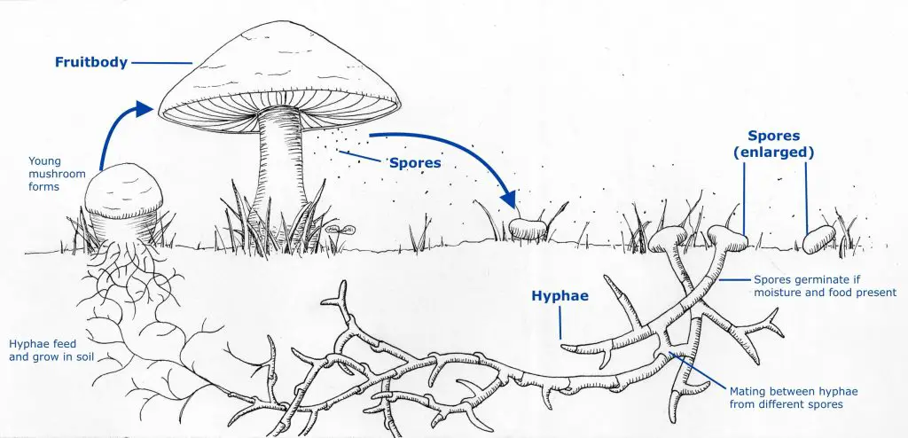 The Mushroom Reproduction Process