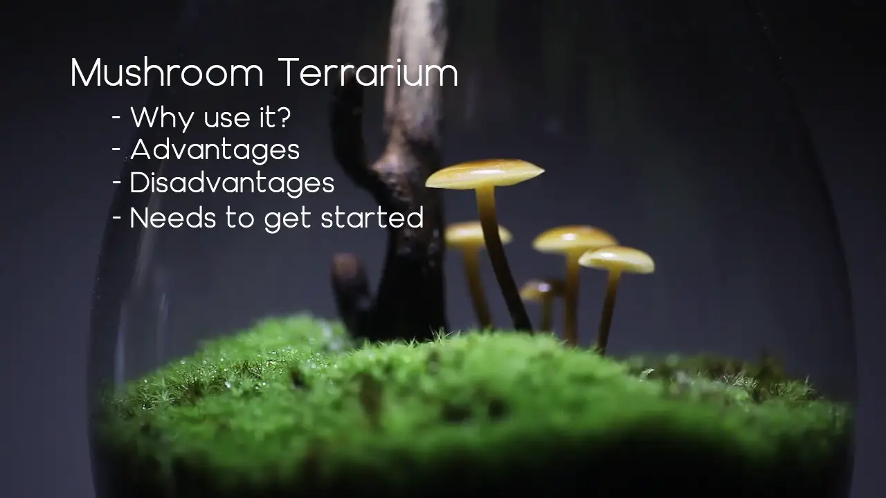 mushroom terrarium