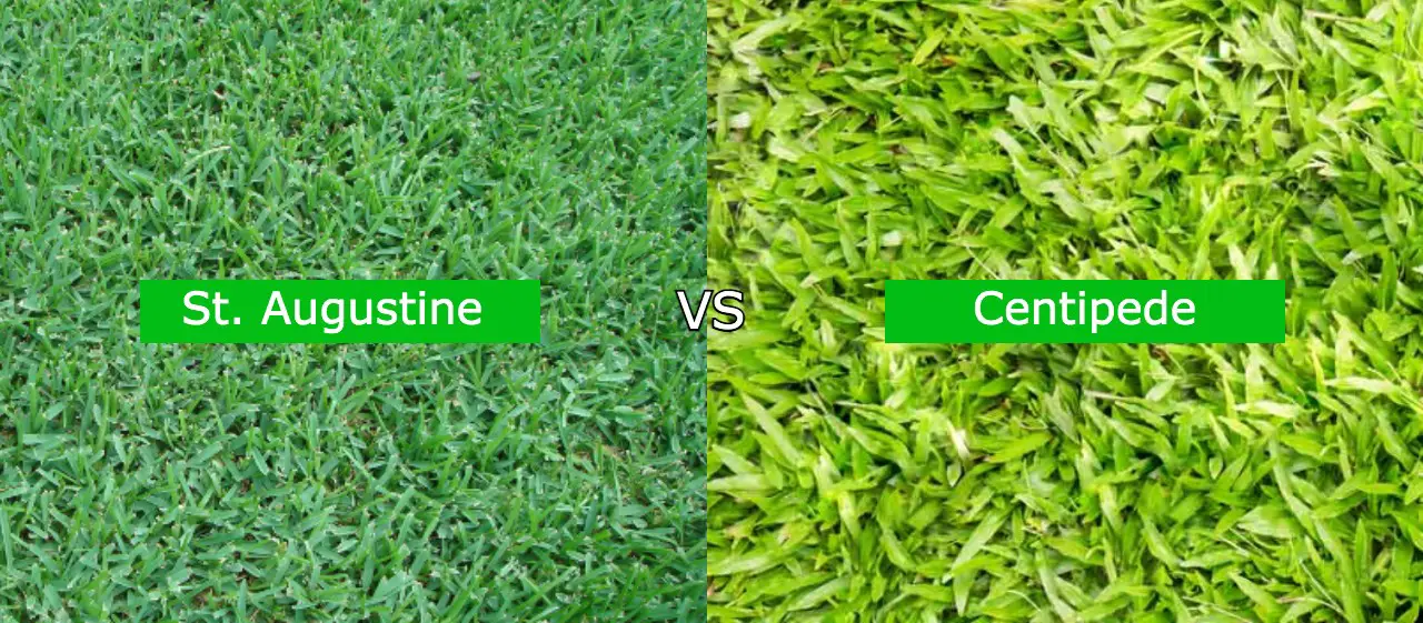 st augustine vs centipede grass