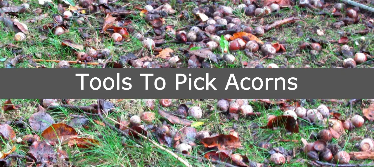 Equipment to pick up acorns in lawn yard