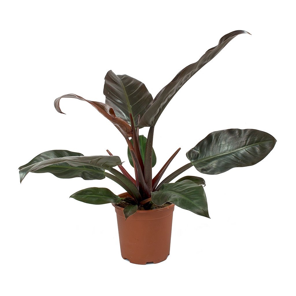 Philodendron Imperial Red