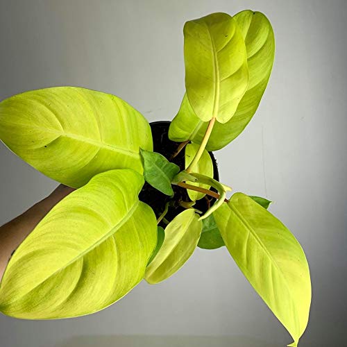 Philodendron Lemon Lime