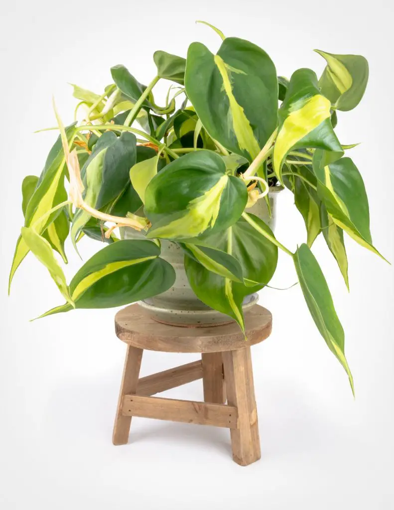 Philodendron Brasil