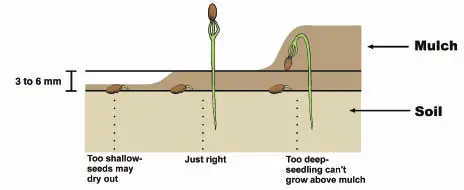 layers of mulch