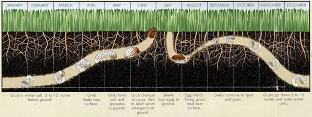 grub control schedule