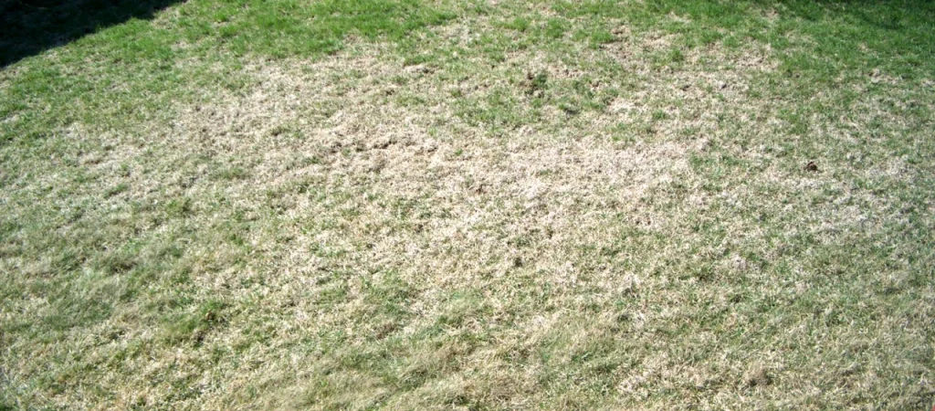 grub damage on lawn