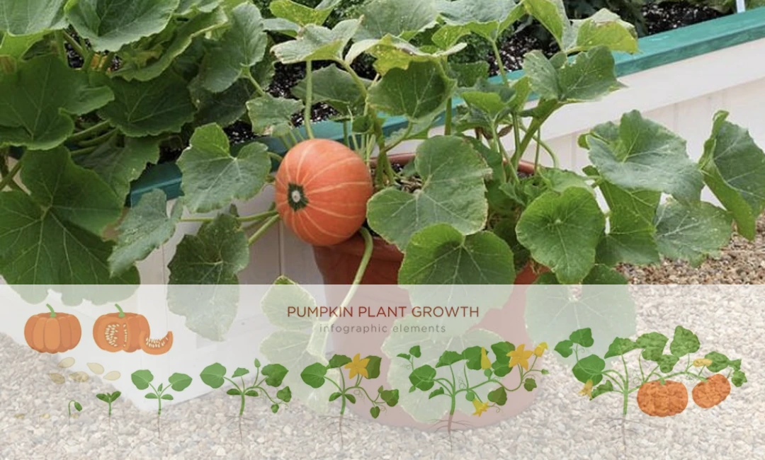 pumpkin growing stages