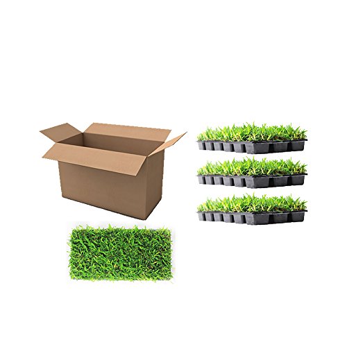 Floratam St. Augustine Grass Plugs / Box of 72