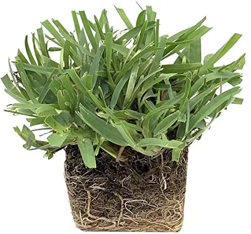 Palmetto St. Augustine Grass Plugs/Box of 72